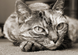 Картинка животные коты cat