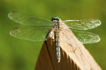 Картинка животные стрекозы крилья