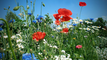 Картинка цветы луговые полевые луг маки васильки