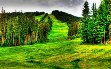 Картинка природа деревья лес сопка панорама