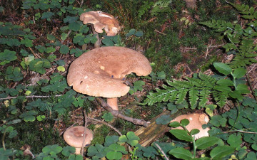 Картинка природа грибы