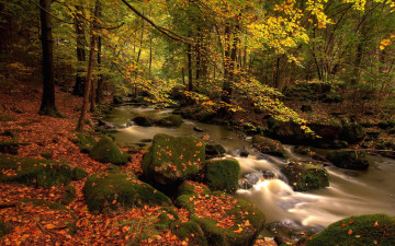 Картинка природа реки озера лес ручей