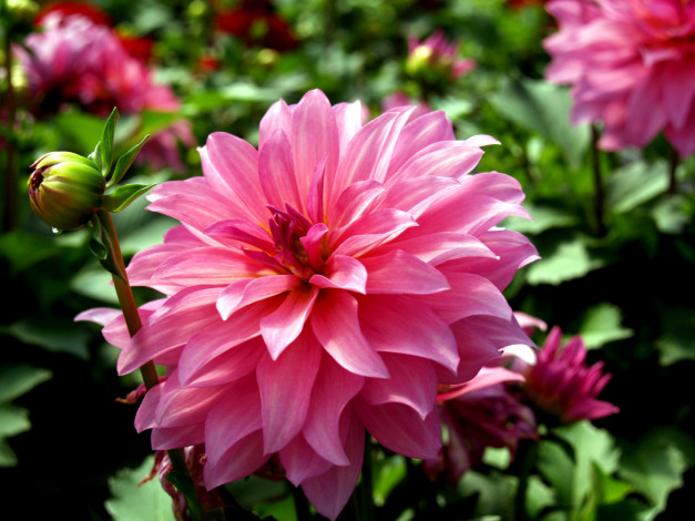 Обои картинки фото цветы, георгины, лепестки