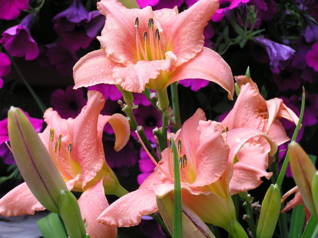 Обои картинки фото цветы, лилии, лилейники, лепестки