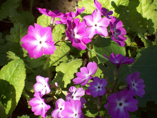 Обои картинки фото цветы, примулы, сиреневый