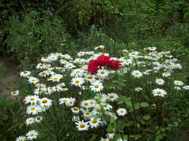 Обои картинки фото цветы, разные, вместе, зеленый, красный, белый