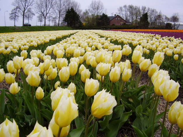 Обои картинки фото цветы, тюльпаны