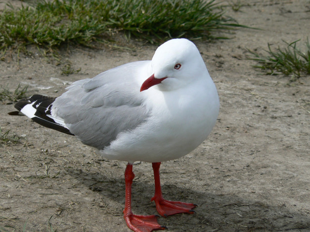 Обои картинки фото животные, Чайки, бакланы, крачки, чайка