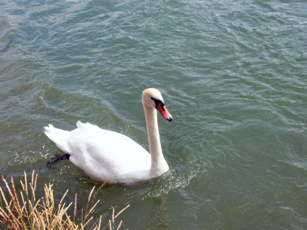 Обои картинки фото животные, лебеди, лебедь