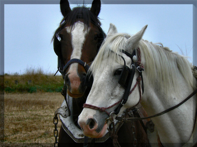 Обои картинки фото животные, лошади