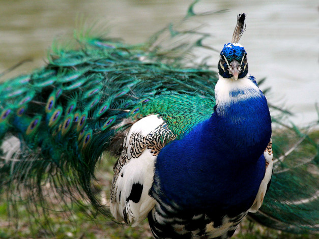 Обои картинки фото животные, павлины, хвост, перья