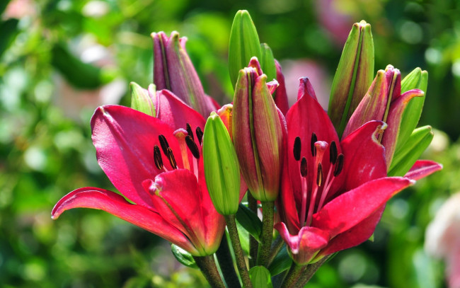 Обои картинки фото цветы, лилии, лилейники, бутоны