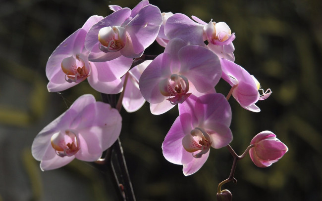 Обои картинки фото цветы, орхидеи, экзотика