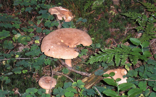 Обои картинки фото природа, грибы