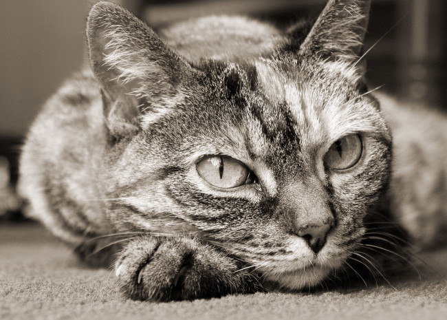 Обои картинки фото животные, коты, cat