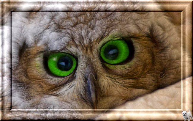 Обои картинки фото 3д, графика, animals, животные, филин