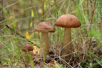 Картинка природа грибы трио