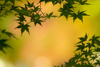 Картинка природа листья макро листва ветки