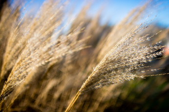 обоя природа, макро, трава, колосок