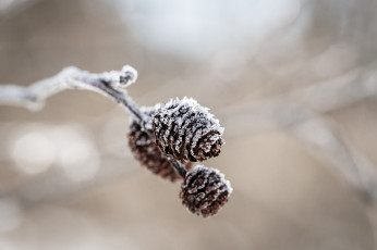 Картинка природа шишки +жёлуди +каштаны лед макро ветка