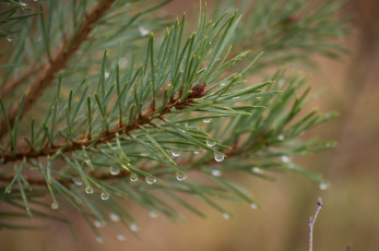 Картинка природа макро капли иголки хвоя ветка