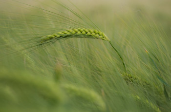 Картинка природа макро колос
