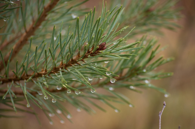 Обои картинки фото природа, макро, капли, иголки, хвоя, ветка