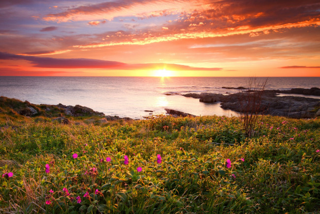 Обои картинки фото природа, моря, океаны, цветы, закат, море