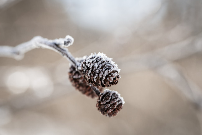 Обои картинки фото природа, шишки,  жёлуди,  каштаны, лед, макро, ветка