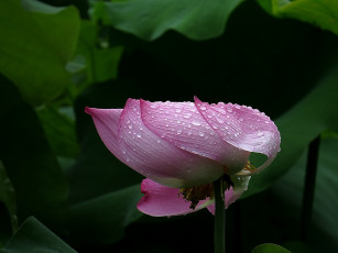 Картинка цветы лотосы роса фон лепестки бутон