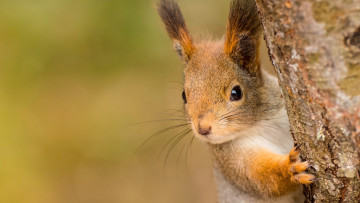 Картинка животные белки мордочка белка рыжая