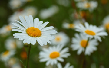 Картинка цветы ромашки ромашка