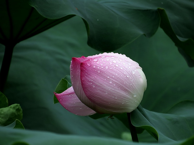 Обои картинки фото цветы, лотосы, роса, бутон, фон, лепестки