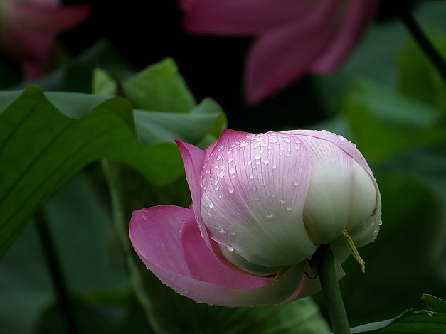 Обои картинки фото цветы, лотосы, роса, фон, лепестки, бутон