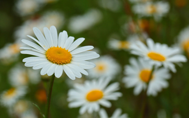 Обои картинки фото цветы, ромашки, ромашка