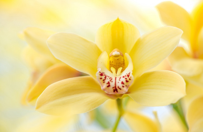 Обои картинки фото цветы, орхидеи, макро, орхидея, желтый