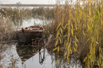 Картинка корабли лодки +шлюпки лодка камыши