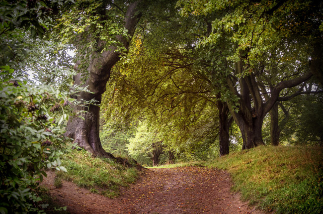 Обои картинки фото природа, дороги, тракт