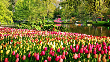 Картинка keukenhof+park netherlands природа парк keukenhof park
