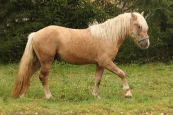 Картинка животные лошади лошадь соловая уздечка