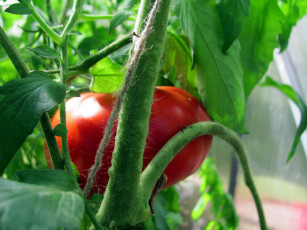 Картинка природа плоды красный помидор