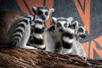 Картинка ring-tailed+lemur животные лемуры ring-tailed lemur