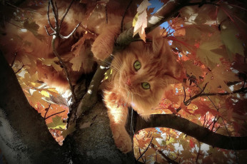 Картинка животные коты кот кошка