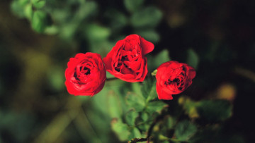 Картинка цветы розы красные