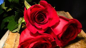 обоя цветы, розы, красные