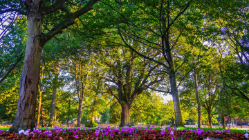 Картинка london england природа парк