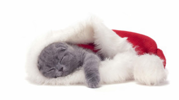 Картинка животные коты кот кошка котёнок