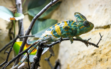 Картинка животные хамелеоны хамелеон ящерица ветки