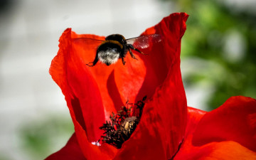 обоя животные, пчелы,  осы,  шмели, шмель, цветок, лепестки, мак