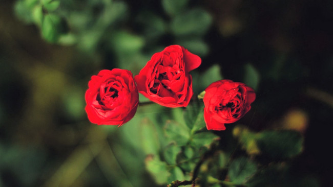 Обои картинки фото цветы, розы, красные